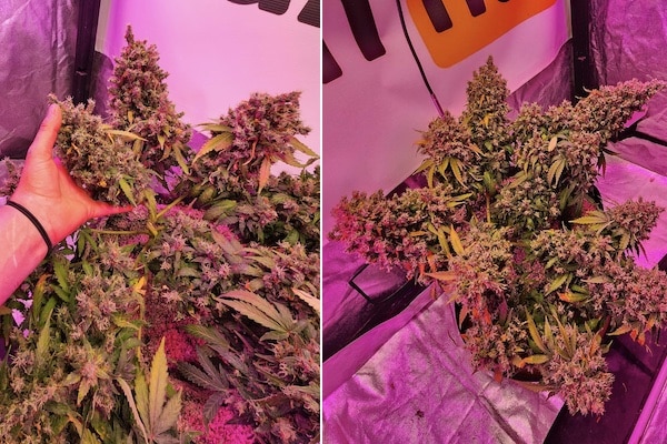 grow tagebuch break-up cake auto