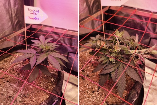 grow tagebuch break-up cake auto