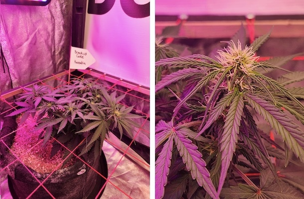 grow tagebuch break-up cake auto