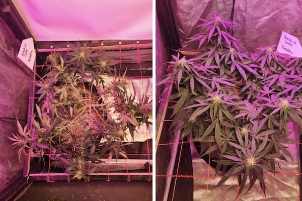 grow tagebuch break-up cake auto