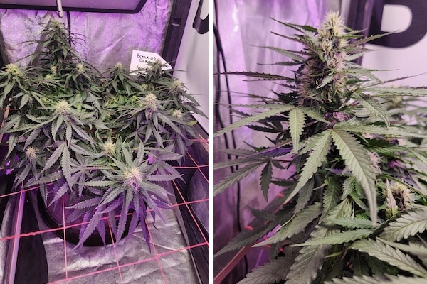 grow tagebuch break-up cake auto
