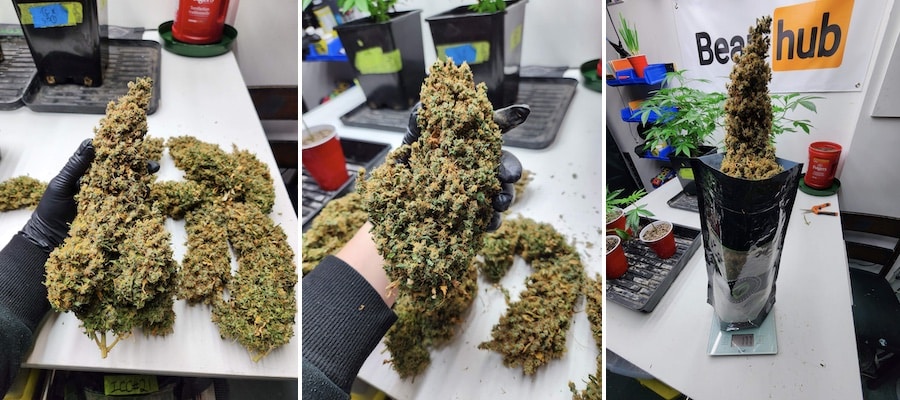grow tagebuch break-up cake auto