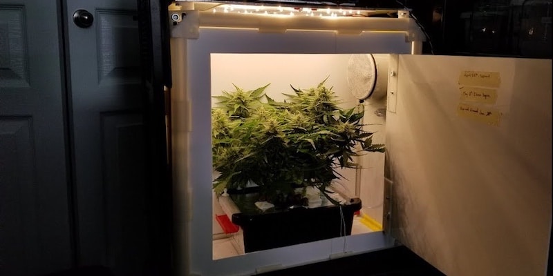 growing marijuana cheaply
