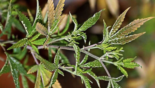 mikromilben cannabis