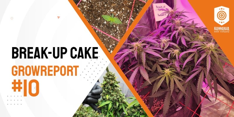 Grow Tagebuch – Break-Up Cake Auto