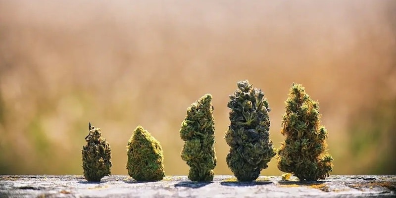 marijuana pene