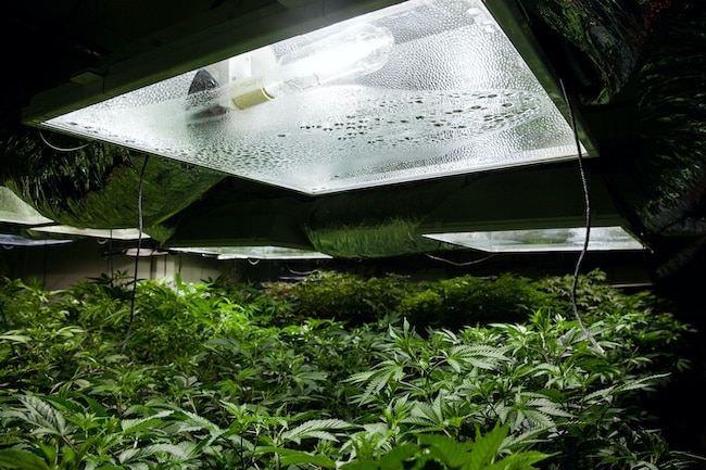 defoliation techniques