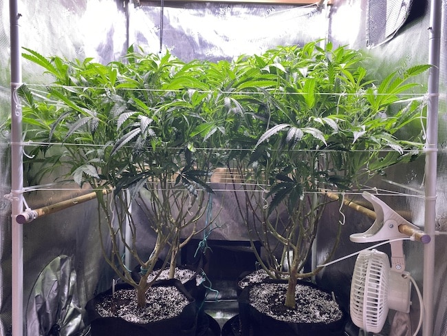 defoliation techniques