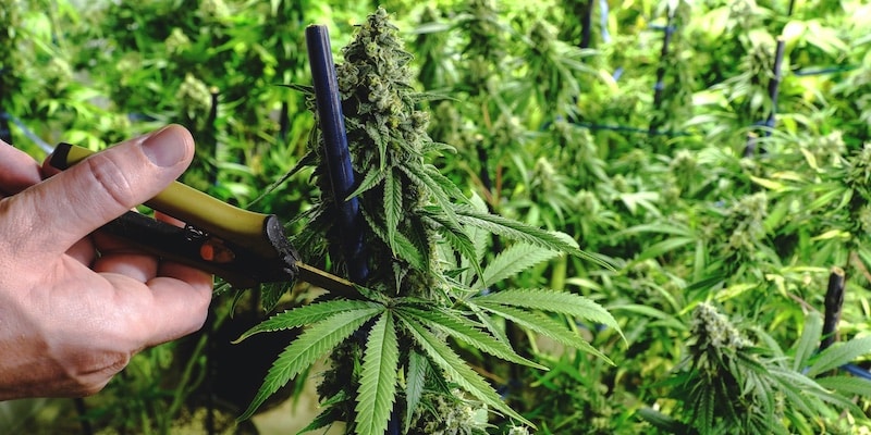 growing techniques autoflowerings