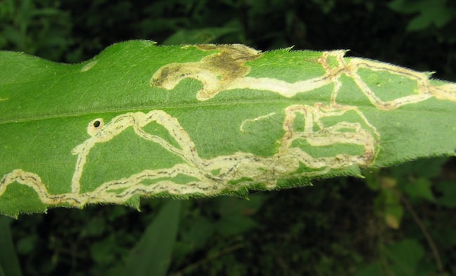 leaf miners