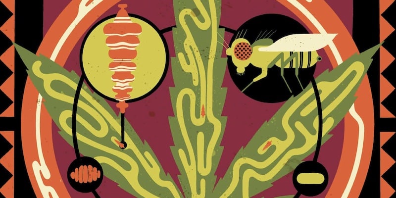 leaf miners