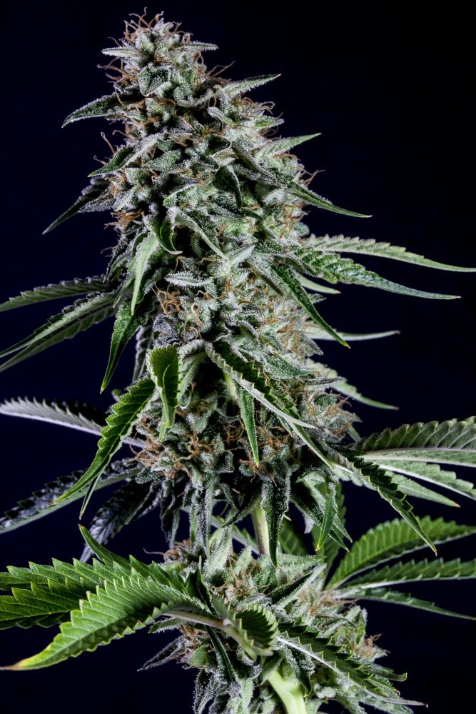 Marijuana seeds - Feminized: RS11 (1)