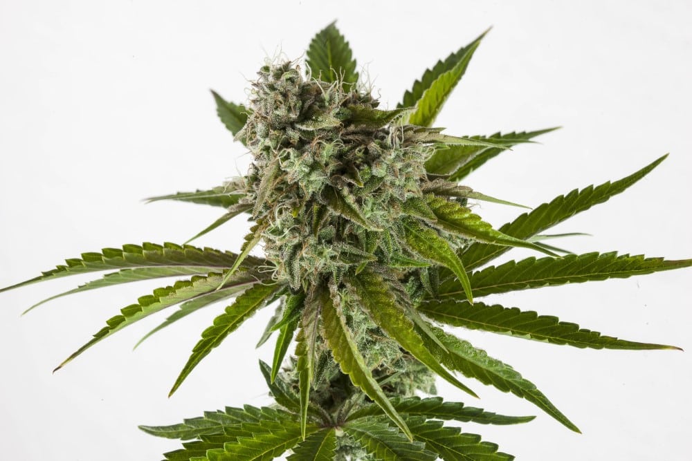 häufigsten probleme marihuana-sämlingen