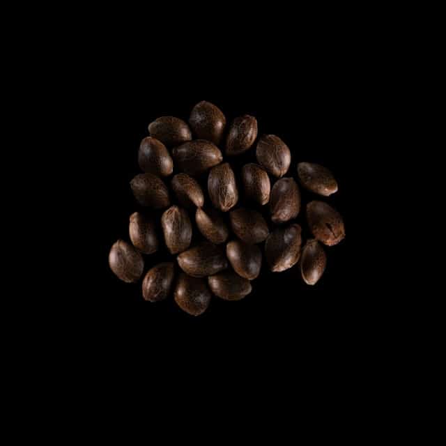 Marijuana seeds: Amnesia Dream XL Auto,  25 Seed