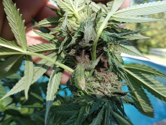 most common fungi cannabis
