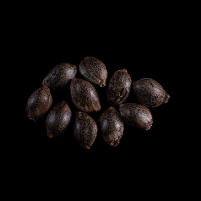 Marijuana seeds: Cherry Dream, 10+3 Seed