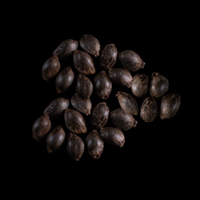 Marijuana seeds: Cherry Dream, 25 Seed