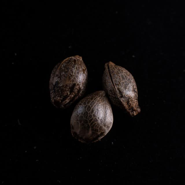 Marijuana seeds: Cherry Dream, 3+1 Seed