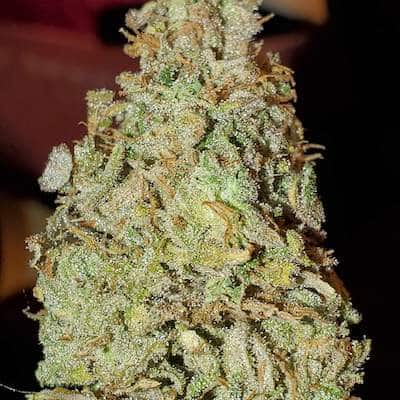 grow tagebuch kiss