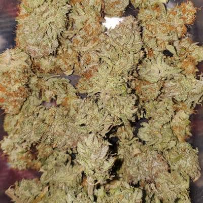 grow tagebuch kiss
