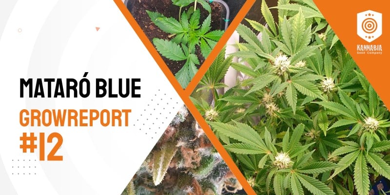 Grow-Tagebuch: Mataró Blue