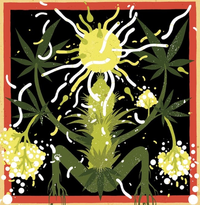 most common fungi cannabis