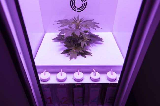 intelligence artificielle cannabiculteurs