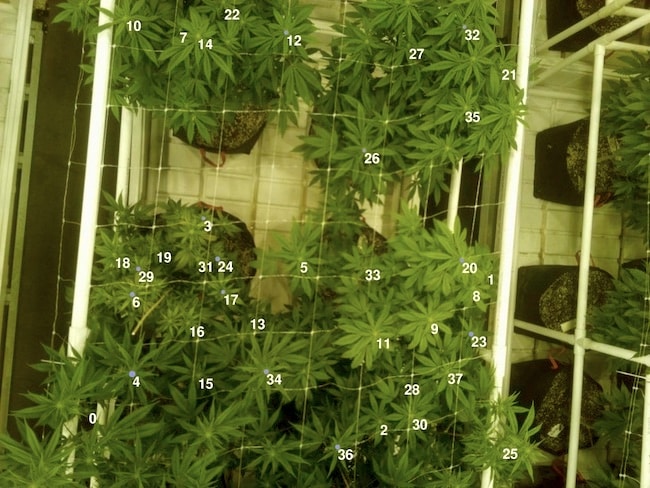 intelligence artificielle cannabiculteurs
