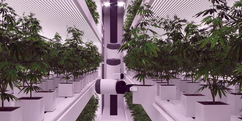 So kann künstliche Intelligenz Vorteile für Cannabis-Grower bringen
