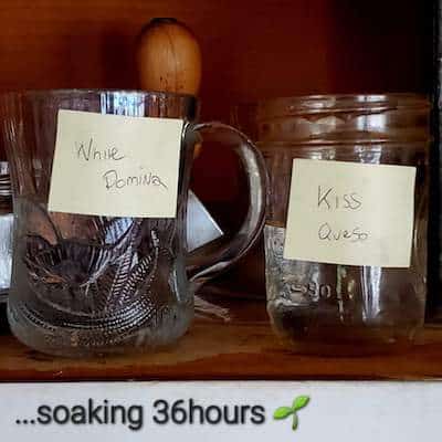 grow tagebuch kiss