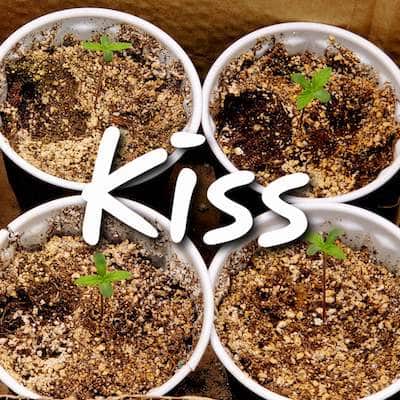 grow tagebuch kiss