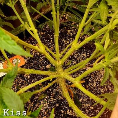 grow tagebuch kiss
