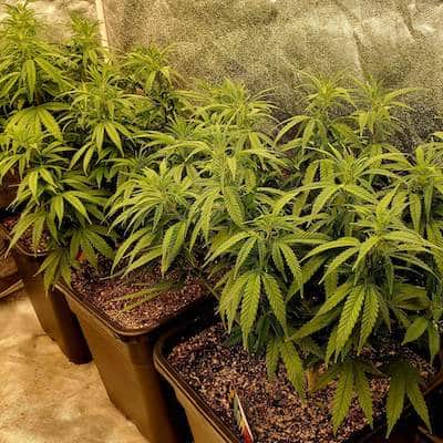 grow tagebuch kiss