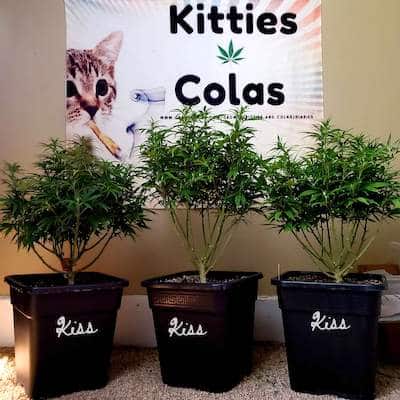 grow tagebuch kiss