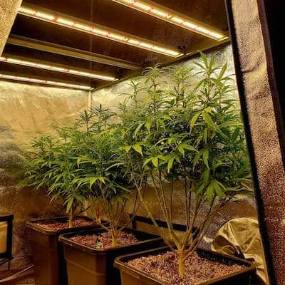 grow tagebuch kiss