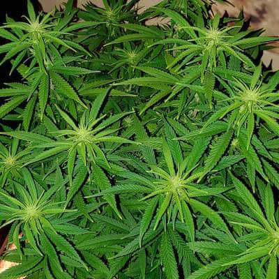 grow tagebuch kiss