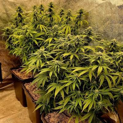 grow tagebuch kiss