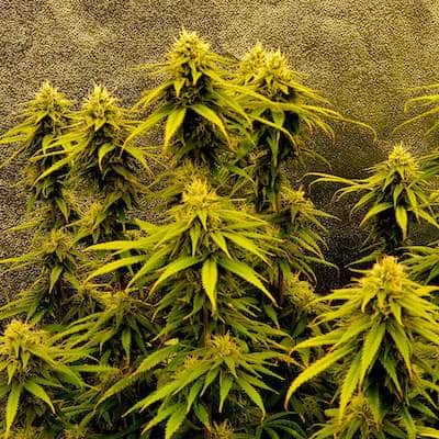 grow tagebuch kiss