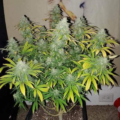 grow tagebuch kiss