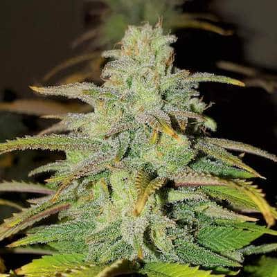 grow tagebuch kiss