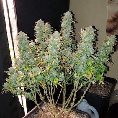 grow tagebuch kiss