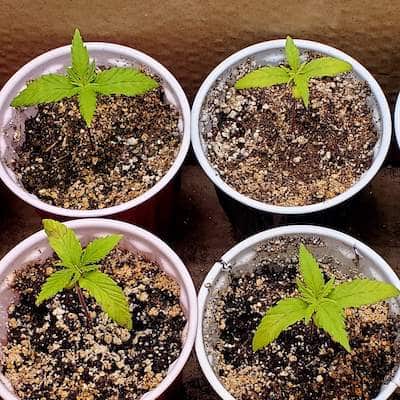 grow tagebuch kiss
