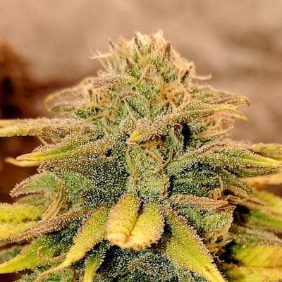 grow tagebuch kiss