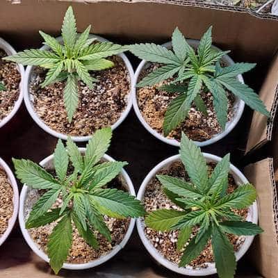 grow tagebuch kiss