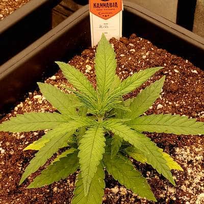 grow tagebuch kiss