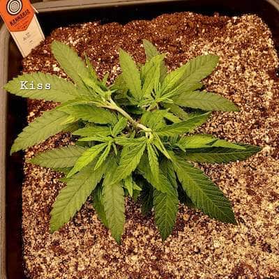 grow tagebuch kiss