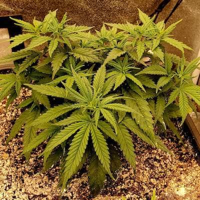 grow tagebuch kiss