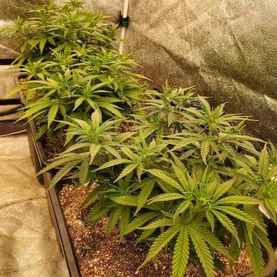 grow tagebuch kiss