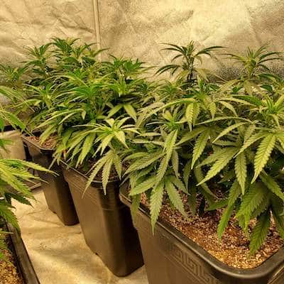 grow tagebuch kiss