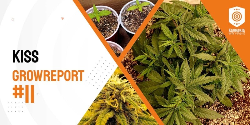 Grow Tagebuch – Kiss